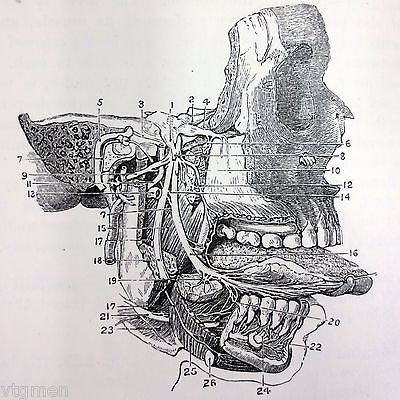 Antique 1893 Anatomy Dissections Medical Book by Heath, 329 Engravings on Wood