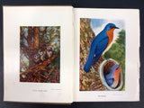 Antique 1911 Wild Birds Book Chester Albert Reed Ornithologist 200 Illustrations